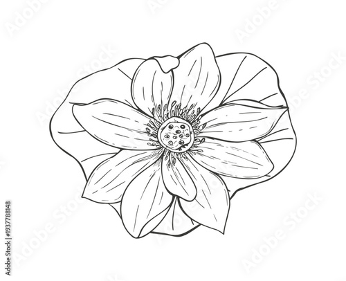 Lotus flower on leaf vector isolated black inks illustration. Top view. Water lily or Indian lotus etching drawing. Hand drawn Asian floral composition coloring book, wedding invitation, stationery