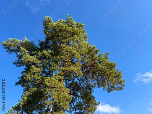 Bild auf Leinwand Pine tree Pinus sylvestris Scots or Scotch pine.