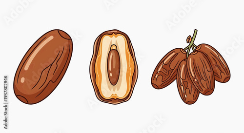 Vibrant vector illustration of sweet brown dates, showcasing whole fruits, a detailed cross-section with a seed, and a cluster on a branch, perfect for healthy food and natural dessert concepts