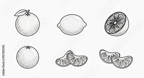 Vintage Engraved Citrus Fruit Illustrations Set Hand-Drawn Oranges, Lemons, and Tangerine Segments in Classic Style for Healthy Food and Beverage Concepts