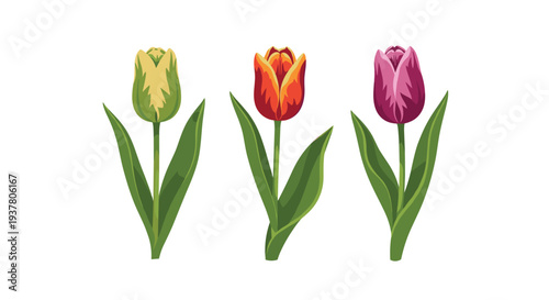 Set of three beautiful and realistic tulips in different colors - yellow-green, red-orange, and purple - on long green stems.