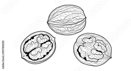 Black and white line art illustration showing a whole walnut and two halves with the intricate kernel inside, vintage style.