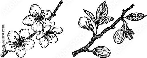 Botanical collection of almond branch with blossoms and hazelnut cluster for retro design