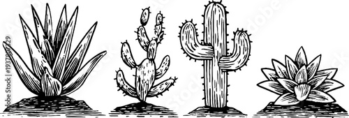 Vintage botanical set of aloe, cactus, and succulent rosette for design and decoration