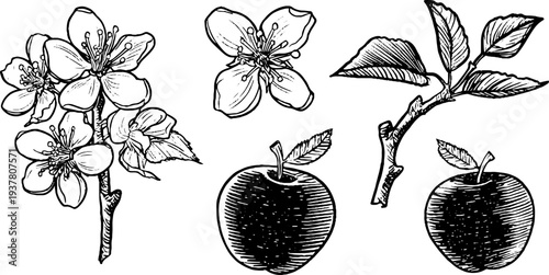 Vintage apple tree blossoms and fruit illustration for design and decoration