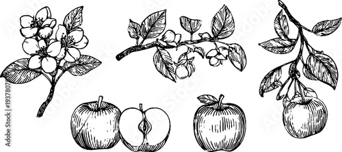 Vintage apple tree blossoms and fruit sketch for retro design and decoration