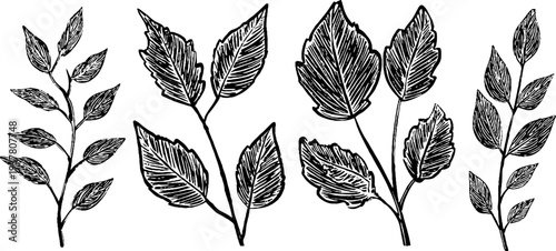 Vintage hand-drawn birch, willow, and alder leaves sketch for design