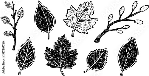 Vintage botanical illustration of birch, willow, and alder branches and leaves for design