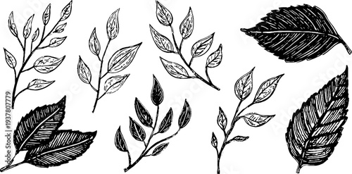 Vintage botanical set with birch and willow branches and alder leaves for design