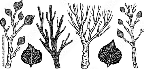 Vintage botanical sketch of birch, willow, and poplar branches with leaves for design