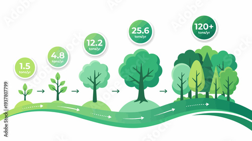 A visual representation of tree growth stages, from sapling to mature forest, illustrating increasing carbon absorption over time.