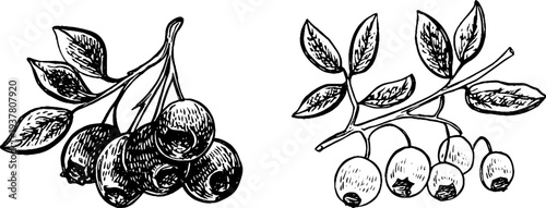 Vintage botanical sketch of blueberry, bilberry, and lingonberry clusters for art and design