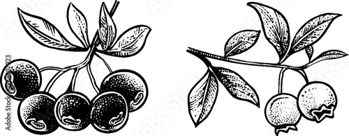 Vintage botanical illustration of blueberry cluster, bilberry sprig, and lingonberry for design projects