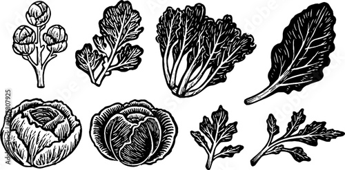 Vintage hand drawn brussels sprouts stalk, kale leaves, and savoy cabbage illustration for retro design