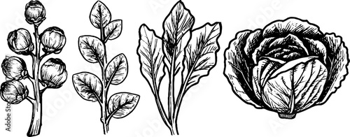 Vintage botanical sketch of brussels sprouts, kale leaves, and savoy cabbage for retro design