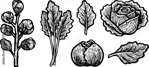 Vintage sketch of brussels sprouts stalk, kale leaves, and savoy cabbage for retro design