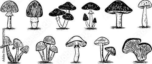 Vintage hand drawn mushroom collection featuring button, oyster, and honey varieties for retro design