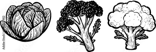 Vintage sketch of cabbage, broccoli, and cauliflower for culinary and botanical designs