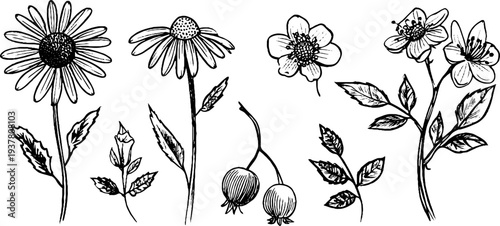 Vintage botanical sketch of chamomile, linden blossoms, and rosehip berries for poster design
