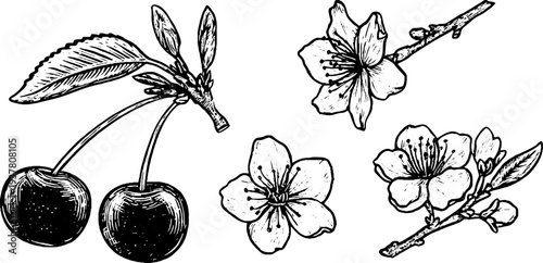 Vintage hand drawn cherry fruit and blossom set for retro design