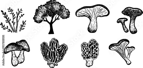 Vintage mushroom collection: chanterelle, morel, and truffle sketches for nature design