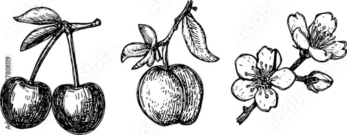 Vintage sketch set of cherry fruit, almond blossom, and plum blossom for retro design