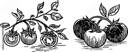 Vintage sketch of cherry, plum, and heirloom tomato set for design and decoration