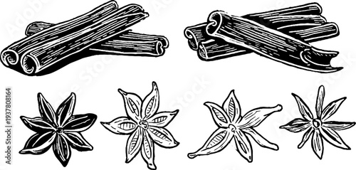 Hand drawn vintage sketch of cinnamon sticks clove buds and star anise for spice illustration design