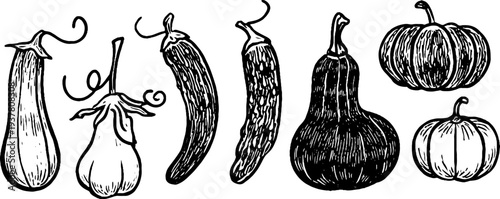 Vintage hand-drawn set of cucumber, gherkin, zucchini, and squash sketch for retro botanical design
