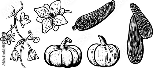 Vintage sketch of cucumber vine, zucchini, and pattypan squash for botanical design