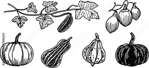 Vintage sketch of cucumber vine, zucchini fruit, and pattypan squash for retro design