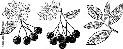 Vintage hand-drawn elderflower blossoms and elderberry cluster illustration for botanical designs