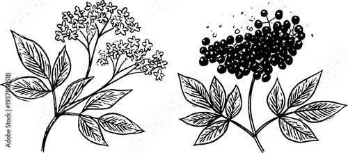 Elderflower blossoms and elderberry cluster sketch for retro botanical design