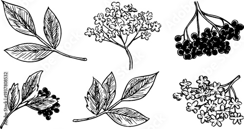 Elderflower and elderberry botanical collection drawing for natural design