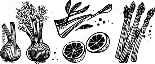 Vintage sketch of fennel bulb, orange slice, fennel leaves, and asparagus for culinary design