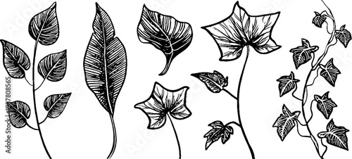 Vintage botanical fern, ivy, and liana sketch for design
