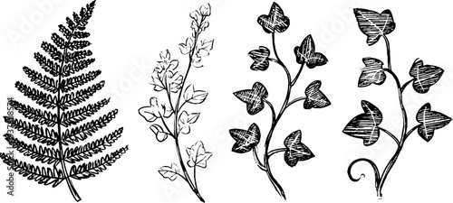 Vintage botanical set with fern frond, ivy vine, and climbing liana for design