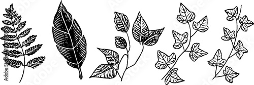 Botanical collection of fern frond, ivy vine, and climbing liana - vintage hand drawn design for nature enthusiasts