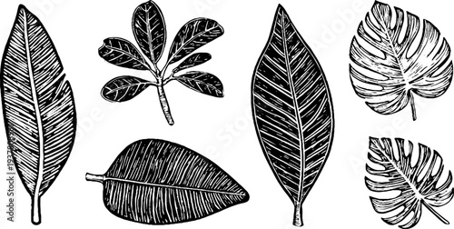 Vintage ficus, rubber plant, and fig leaf sketches for botanical design