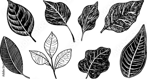 Vintage ficus, rubber plant, and fig leaf set for botanical design and decoration