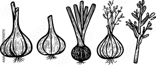 Vintage botanical sketch of garlic, onion, and leek for culinary and garden design