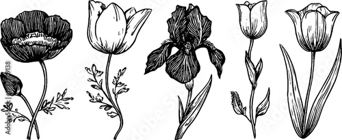 Vintage botanical sketch of lily, iris, and tulip flowers - perfect for design, print, card, poster