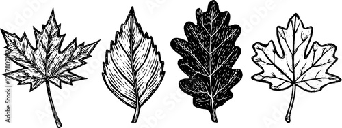 Vintage botanical sketch of maple, chestnut, and plane tree leaves for design