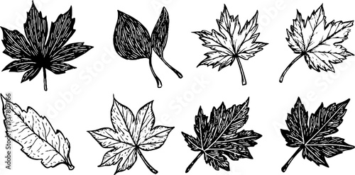 Vintage collection of maple, chestnut, and plane tree leaves for design