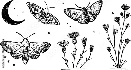 Vintage botanical sketch of moths, crescent moon, and wild thistle design for home decor and crafts