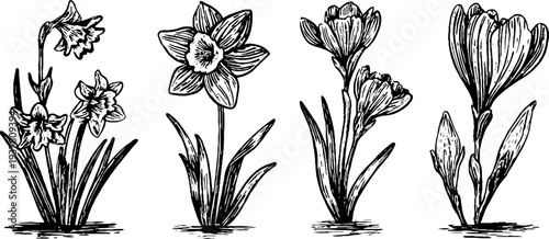 Vintage hand-drawn set of narcissus, hyacinth, and crocus flowers for retro design