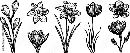 Vintage floral collection of narcissus, hyacinth, and crocus flowers for retro design