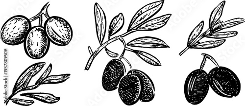 Vintage olive branch and fruit sketch collection for retro design