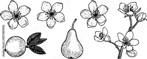 Vintage hand-drawn pear blossoms, pear fruits, and branch sketch for design