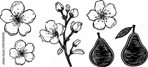 Vintage pear blossom and fruit set sketch for botanical design and decor